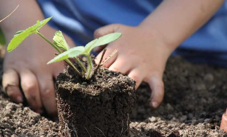 plants, plant, sapling