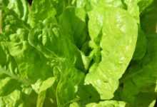 greens, spinach, food, healthy, fresh, organic, vegetarian, nutrition, detox, vegan, natural, vitamins, raw, vegetable, leaves, diet, green, leafy green, plant, fiber, calories, carbs, calcium, iron, oxidative stress, nature, green stress, green diet, green nutrition