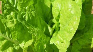 greens, spinach, food, healthy, fresh, organic, vegetarian, nutrition, detox, vegan, natural, vitamins, raw, vegetable, leaves, diet, green, leafy green, plant, fiber, calories, carbs, calcium, iron, oxidative stress, nature, green stress, green diet, green nutrition