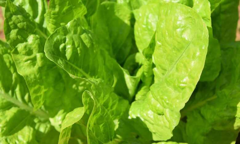 greens, spinach, food, healthy, fresh, organic, vegetarian, nutrition, detox, vegan, natural, vitamins, raw, vegetable, leaves, diet, green, leafy green, plant, fiber, calories, carbs, calcium, iron, oxidative stress, nature, green stress, green diet, green nutrition