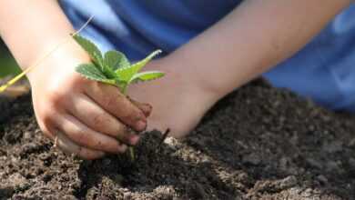 plants, put, spring, garden, plant, nature, allotment garden, bed