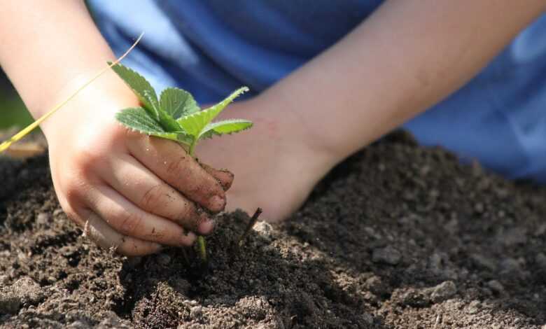plants, put, spring, garden, plant, nature, allotment garden, bed