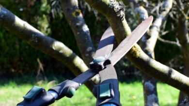 pruning shears, hedge trimmer, tree cutter