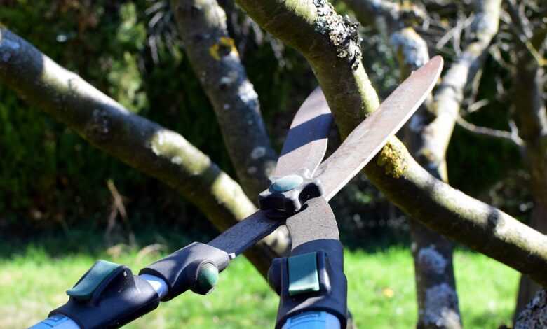pruning shears, hedge trimmer, tree cutter, nature, tree, garden