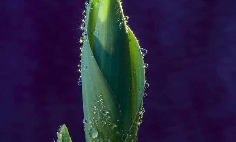 spring, bud, green