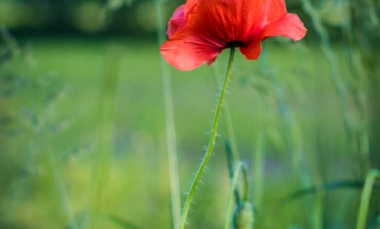 poppies, flower, red, flower background, meadow, poppy, summer, field, spring, green, nature, cereal, village, vertical, landscape, flower wallpaper, the environment, beautiful flowers, vertical, vertical, vertical, vertical, vertical