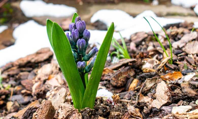 spring, hyacinth, scion