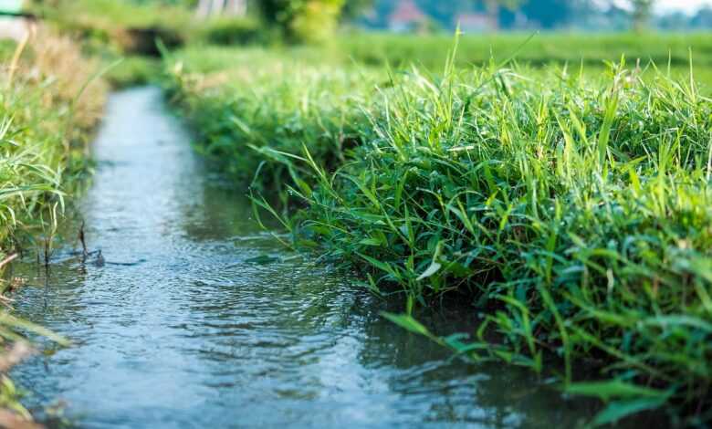 natural, water, green