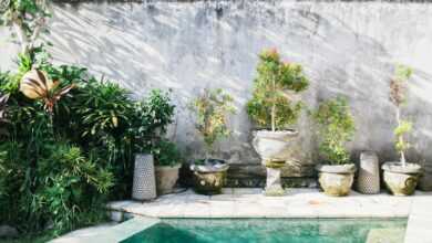 Vibrant green bushes and plants in big pots next to small square swimming pool in yard of hotel in sunlight