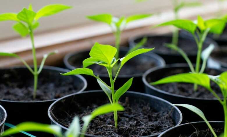 a window sill filled with lots of green plants