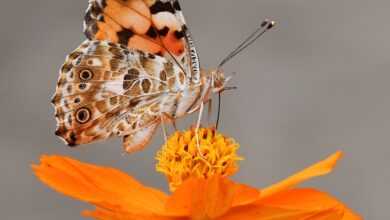 selective focus photography of butterfly on orange petaled flower