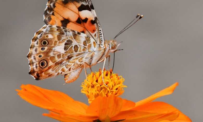 selective focus photography of butterfly on orange petaled flower