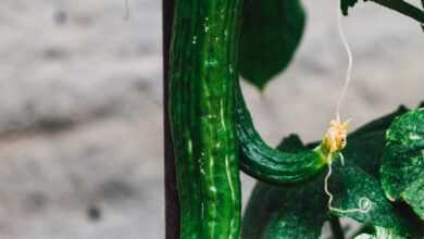 green vegetable with yellow flower