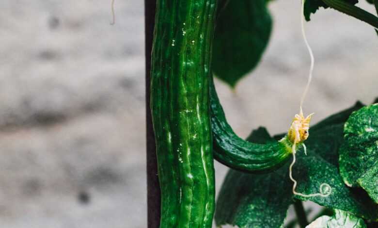 green vegetable with yellow flower