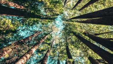 low angle photography of trees at daytime