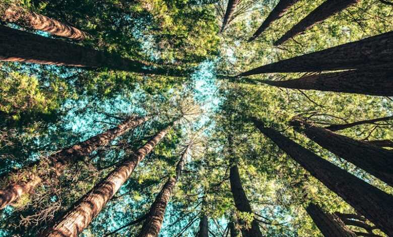 low angle photography of trees at daytime