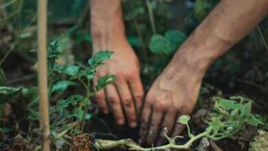 person holding green plant stem