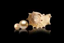 snail, nature, pearls, light, shade, black, sea, decorative