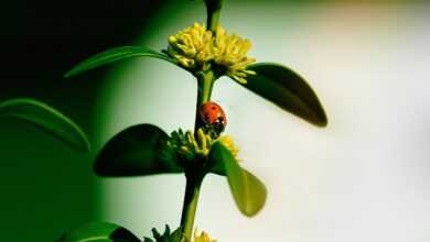 ladybug, insect, boxwood