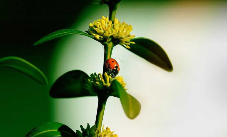 ladybug, insect, boxwood