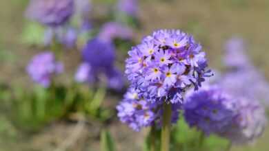 purple flowers, small flowers, petals, purple petals, bloom, blossom, flora, floriculture, horticulture, botany, nature, plants, spring, small flowers, small flowers, small flowers, small flowers, small flowers, nature