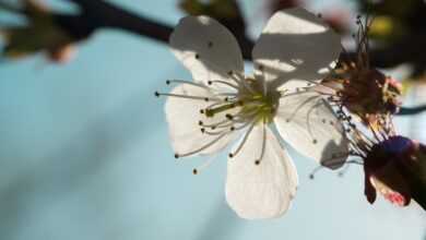 fruit tree blossoming, cherry blossom, blossom