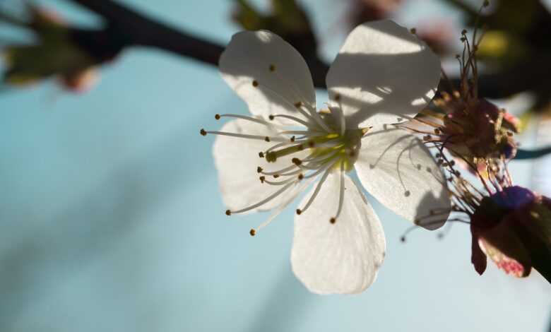 fruit tree blossoming, cherry blossom, blossom