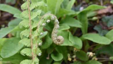 ferns, plants botanical, wild plant