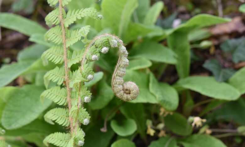 ferns, plants botanical, wild plant