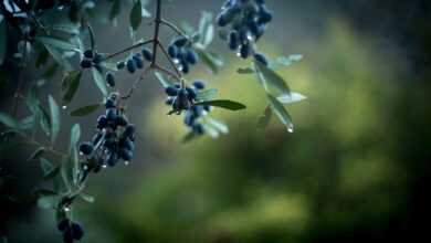 olives, rain, green