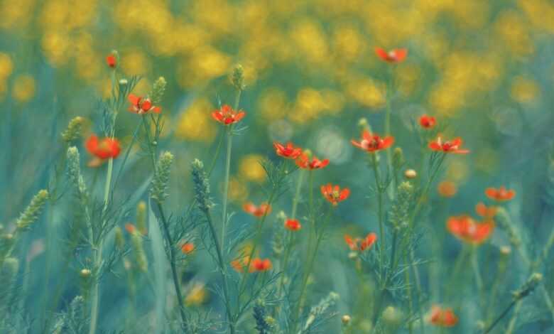 summer, spring, flowers