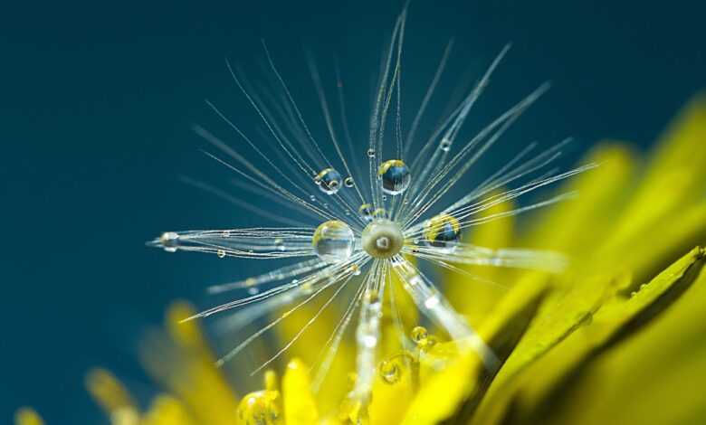 dandelion, seed, dew, dewdrops, droplets, wildflower, flower, plant, spring, flower wallpaper, nature, closeup, dandelion, dandelion, dandelion, dandelion, dandelion, seed, beautiful flowers, flower background, dew, flower, spring, spring, spring, nature