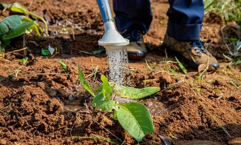 agriculture, flower background, to water