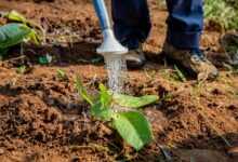 agriculture, to water, garden