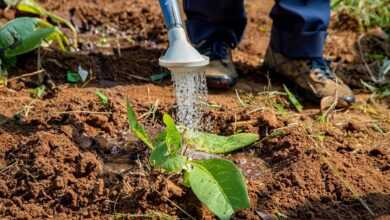 agriculture, to water, flower background, flower wallpaper, garden, africa, water, green, flower, plants, irrigation, beautiful flowers, watering can, nature, gardening