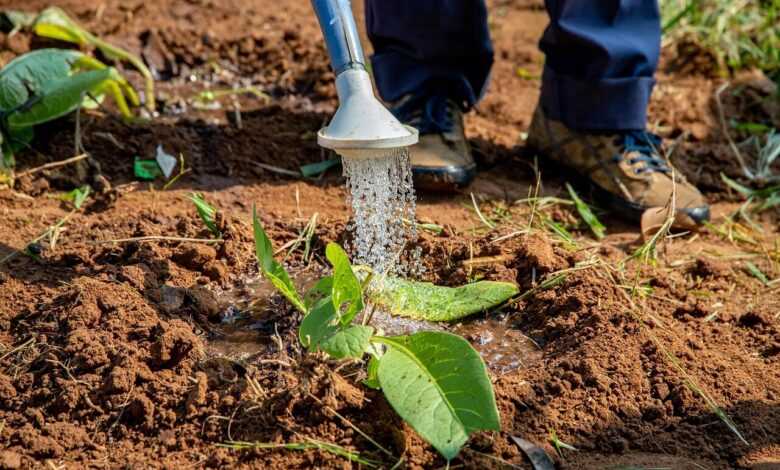 agriculture, to water, flower background, flower wallpaper, garden, africa, water, green, flower, plants, irrigation, beautiful flowers, watering can, nature, gardening