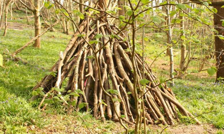 forest, den, wood, nature, natural, autumn, landscape, trees, grass, den, den, den, den, den