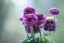 ranunkeln, ranunculus, close up, blossoms, violet, buttercup, petals, macro, decoration, romantic, ranunculus, ranunculus, ranunculus, ranunculus, ranunculus