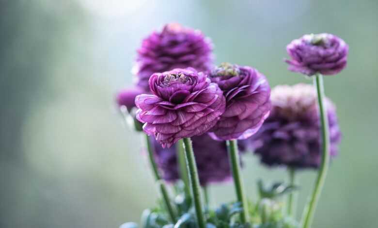 ranunkeln, ranunculus, close up, blossoms, violet, buttercup, petals, macro, decoration, romantic, ranunculus, ranunculus, ranunculus, ranunculus, ranunculus