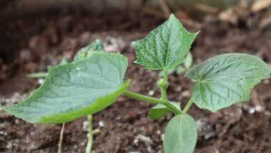 seedlings, nature, planting trees