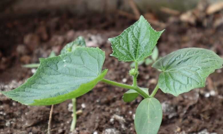 seedlings, nature, planting trees