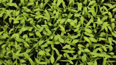 greens, salad, purslane