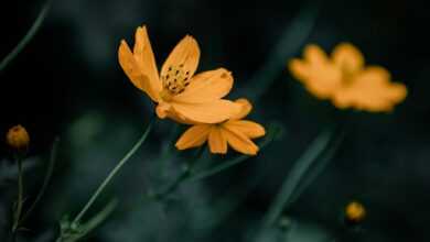 flower, plant, petals