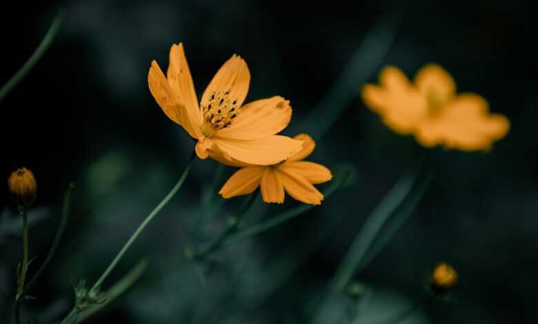 flower, plant, petals