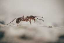 ants, macro, insects, ant, little ones, worker, ants, ants, ants, ant, ant, ant, ant, ant
