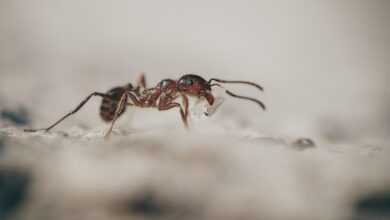 ants, macro, insects, ant, little ones, worker, ants, ants, ants, ant, ant, ant, ant, ant