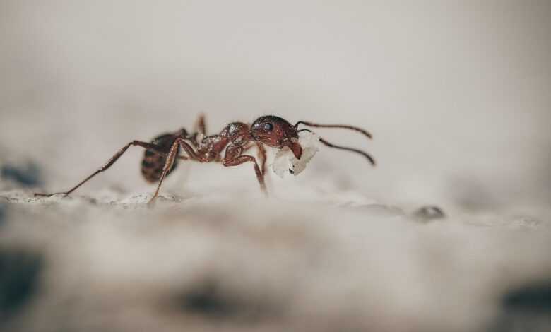 ants, macro, insects, ant, little ones, worker, ants, ants, ants, ant, ant, ant, ant, ant