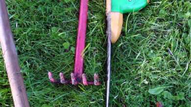 rose scissors, garden tools, allotment garden