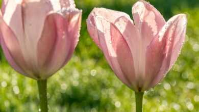 tulips, pink, translucent