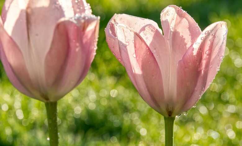 tulips, pink, translucent